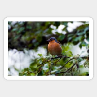 Chaffinch Sticker